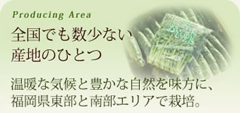 全国でも数少ない産地のひとつ。温暖な気候と豊かな自然を味方に、福岡県東部と南部エリアで栽培。